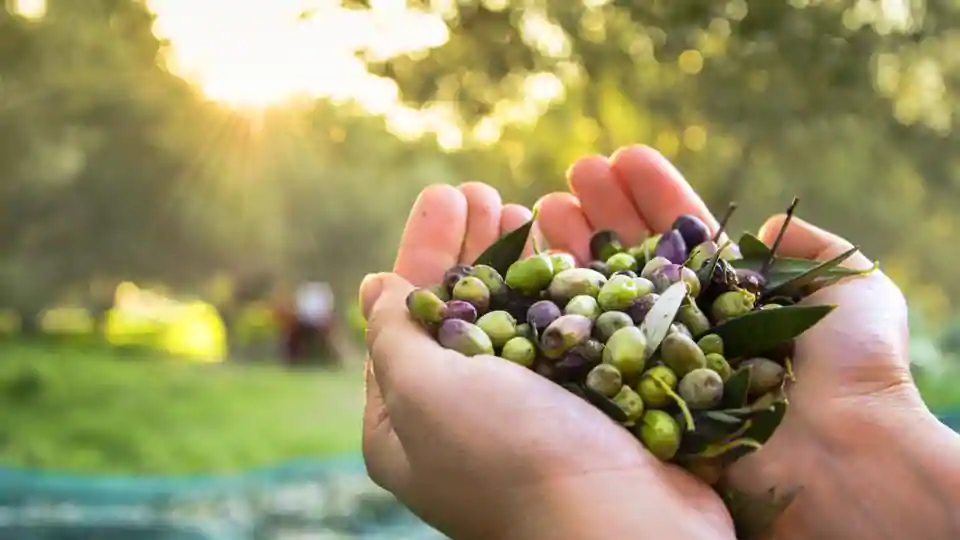 Zeytin Toplamak